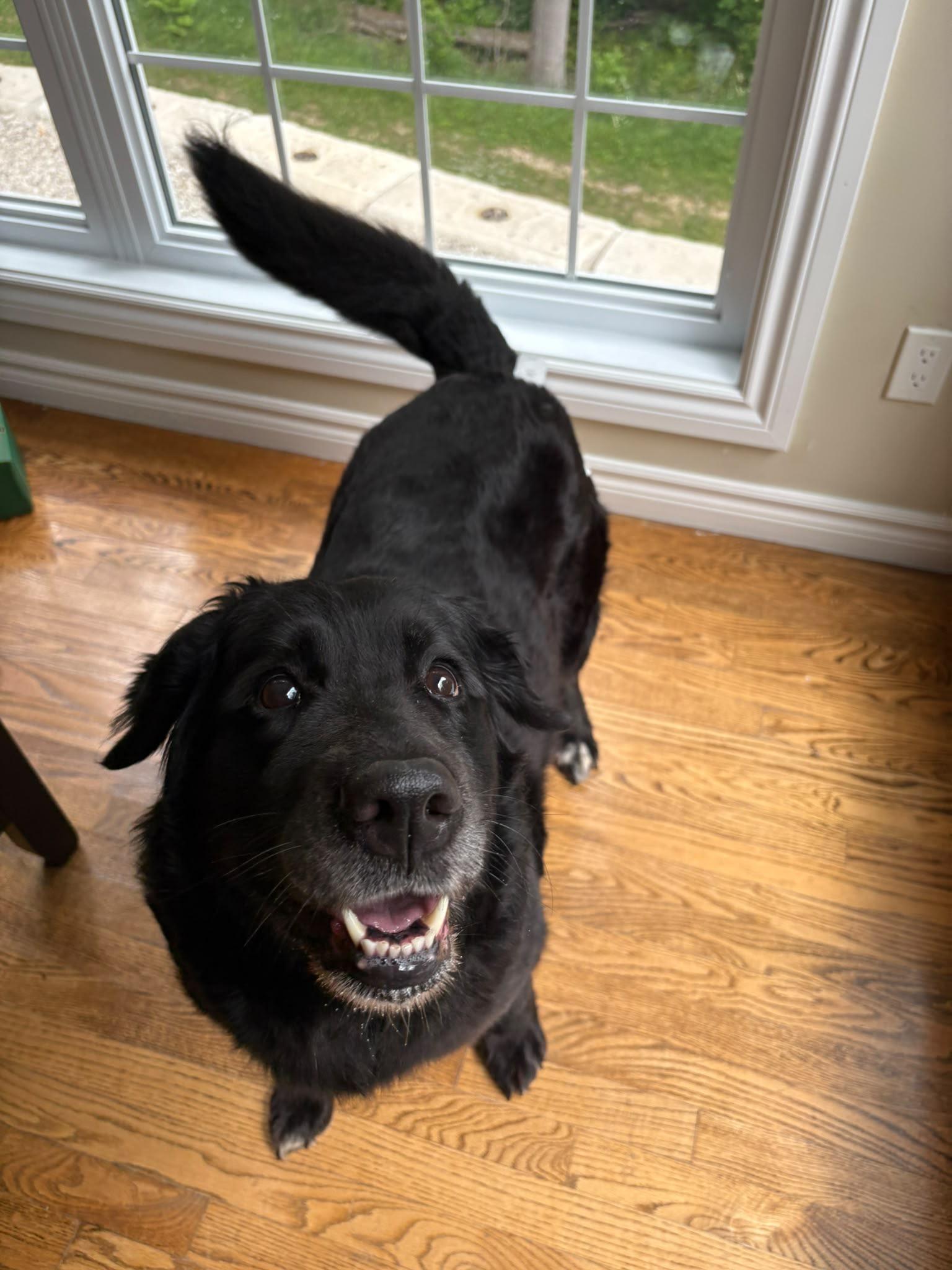 Enlarge Nome, an adopted mixed breed in Oakville, ON image 6/6