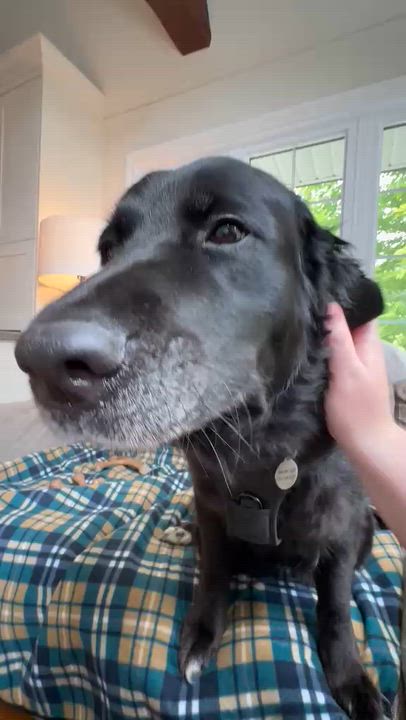 Enlarge Nome, an adopted mixed breed in Oakville, ON video 5/6