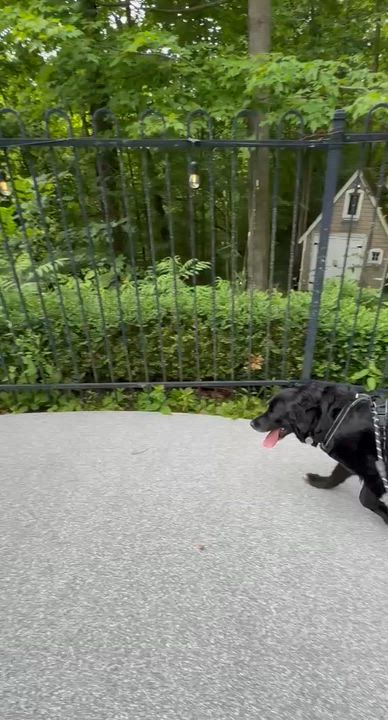 Enlarge Nome, an adopted mixed breed in Oakville, ON video 2/6