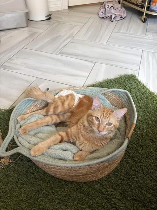 Enlarge Orion, a ADOPTABLE mixed breed in Pearland, TX image 5/6