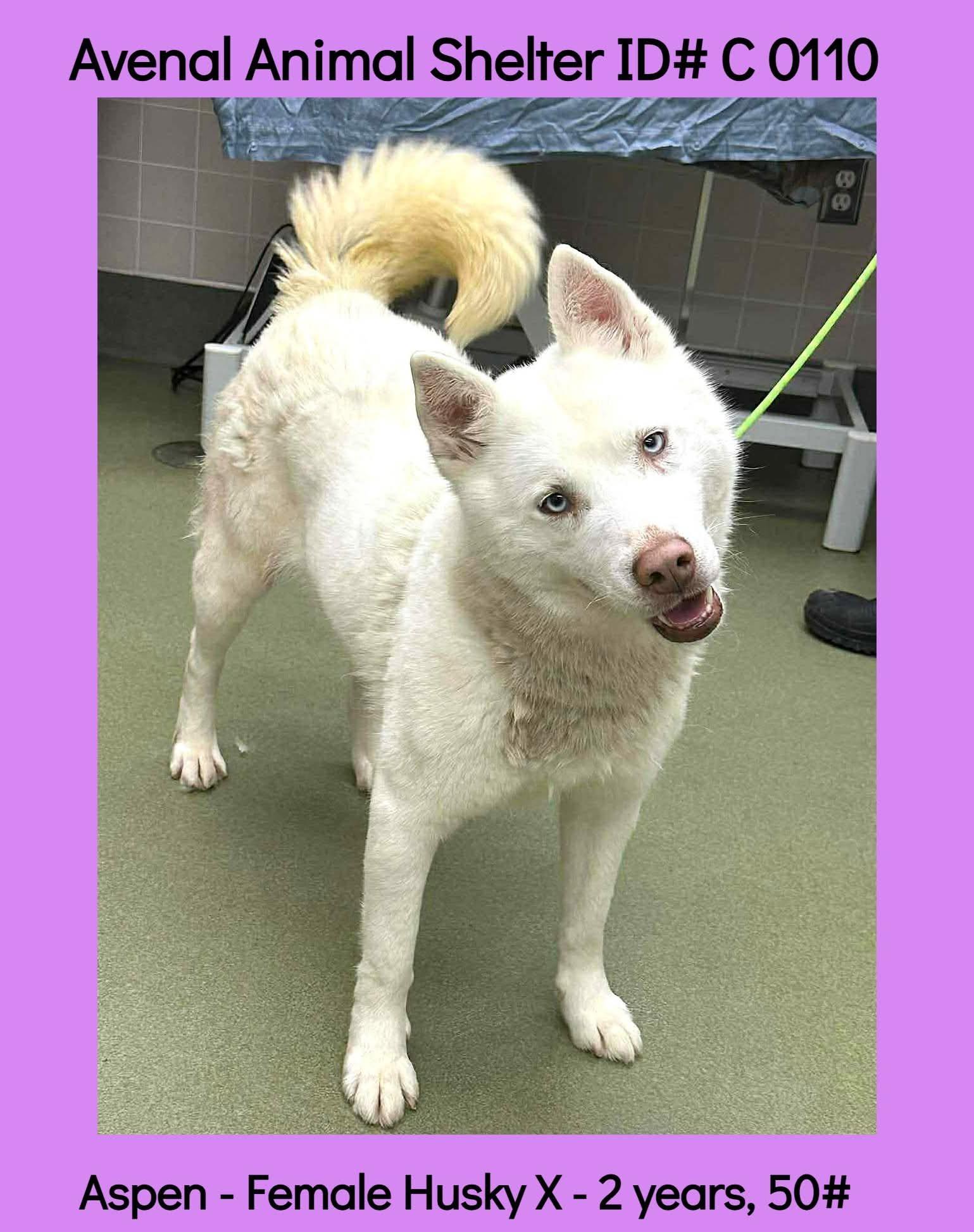 Enlarge Aspen, a ADOPTABLE mixed breed in Avenal, CA image 1/1