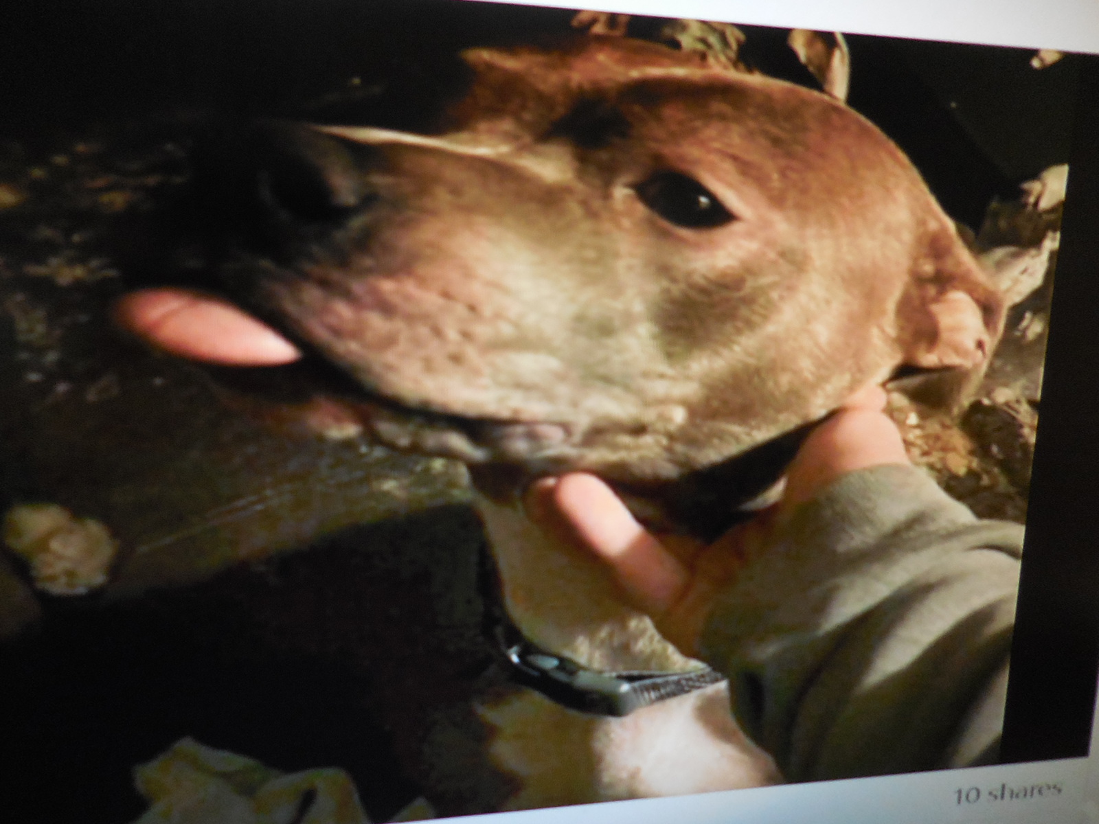 Enlarge Harper, a Adopted mixed breed in Egg Harbor City, NJ image 1/1