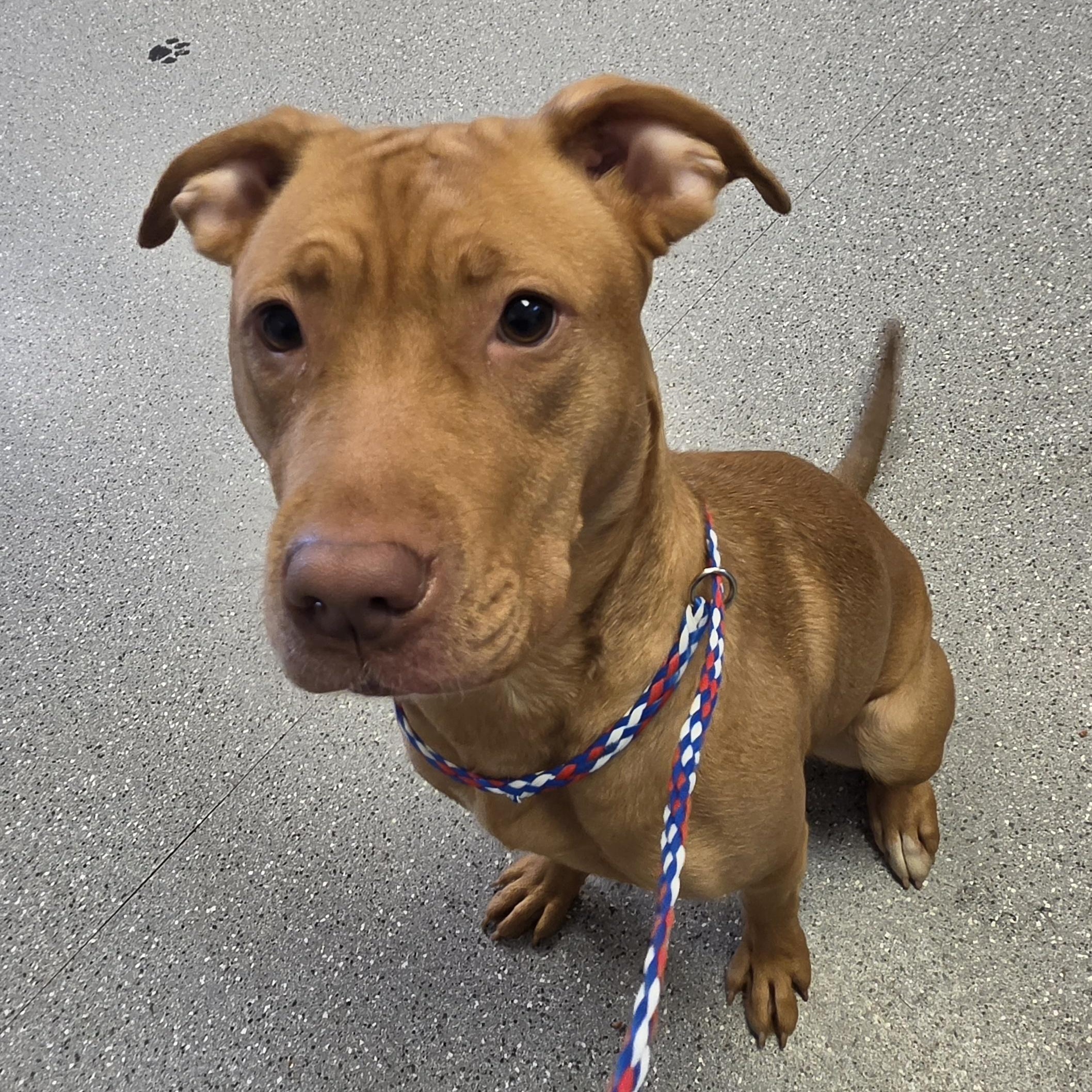 Enlarge Ginger, a ADOPTABLE Pit Bull Terrier in Watertown, NY image 1/1