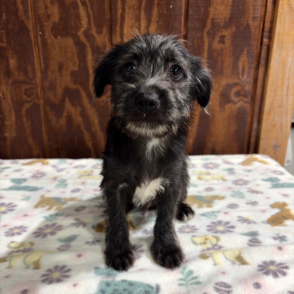 Enlarge Dicky, a Adoptable Wire Fox Terrier in Harlingen, TX image 1/1
