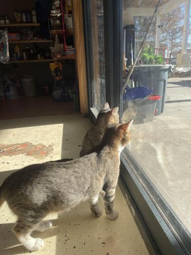 Macaroni — thumbnail 3