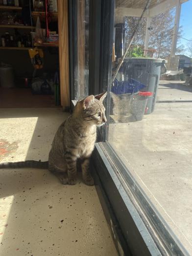 Macaroni — thumbnail 4