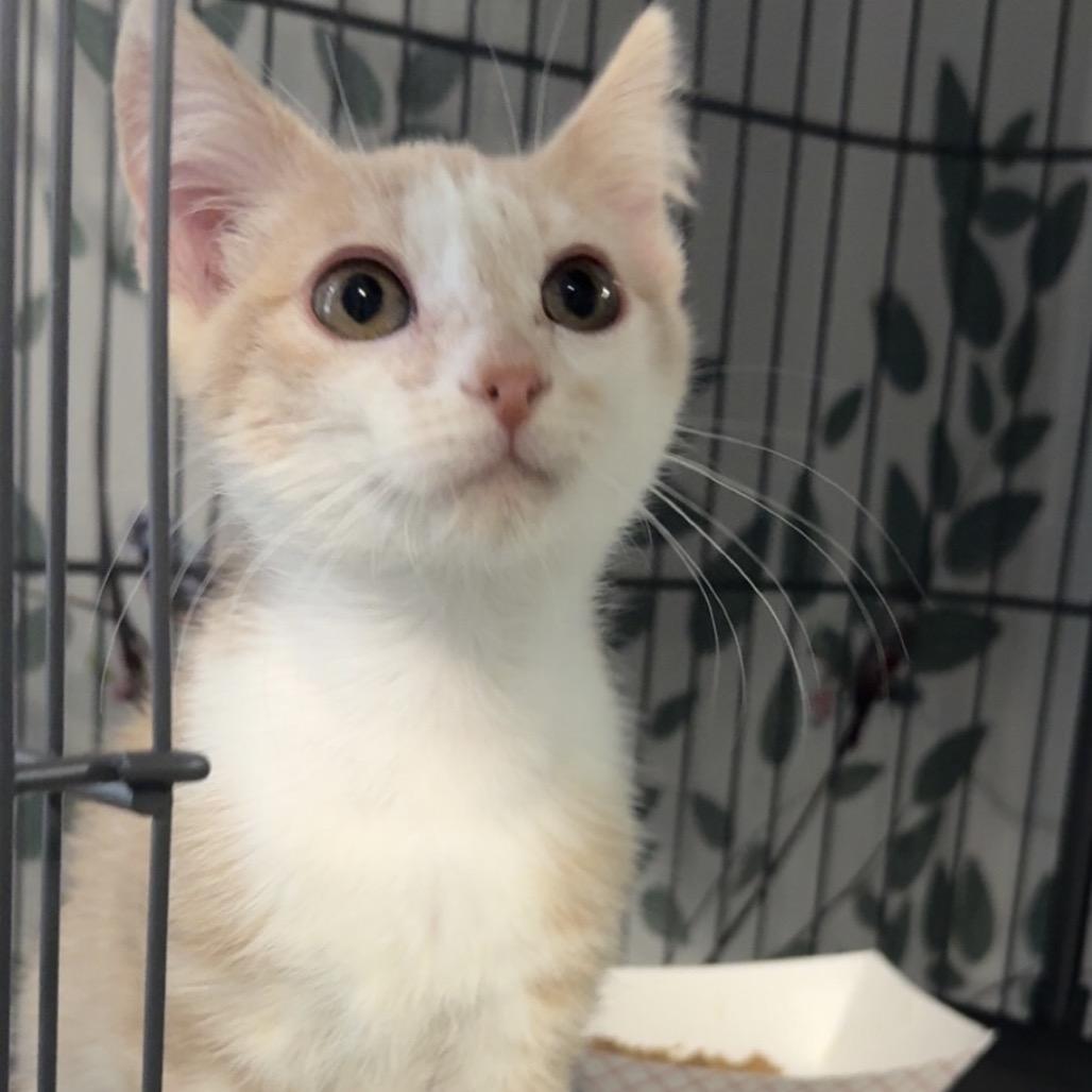 Enlarge Ginger snap, a Adoptable Domestic Short Hair in Blair, WI image 2/2