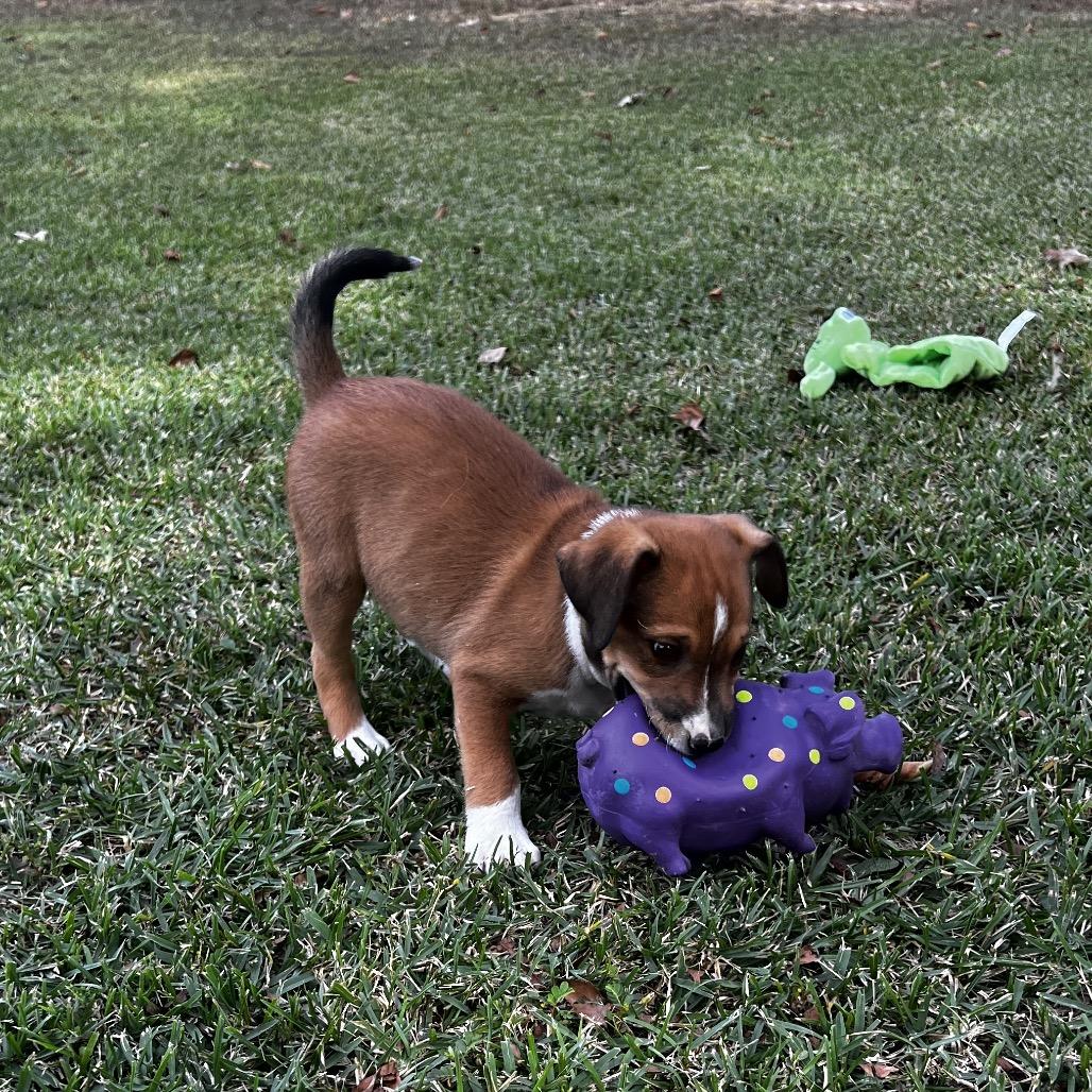 Archie, Adoptable, Puppy Female Mixed Breed & Black Mouth Cur.
