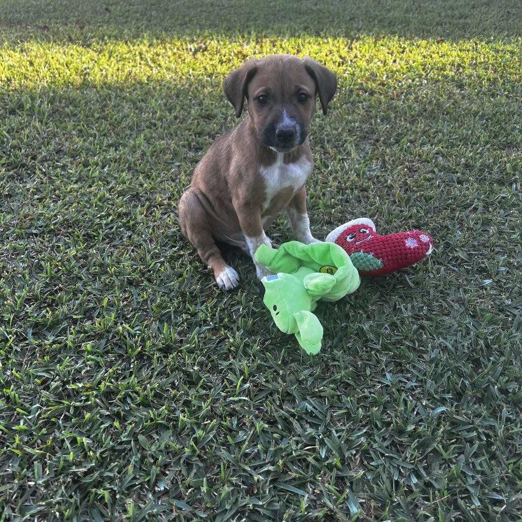 Enlarge Archie, a Adoptable Mixed Breed in Oakdale, LA image 1/2