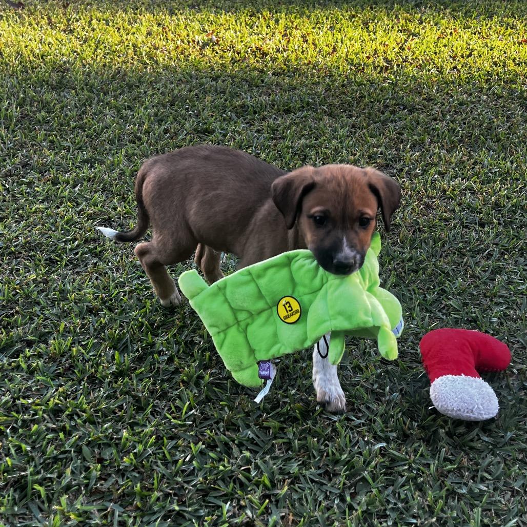 Enlarge Archie, a Adoptable Mixed Breed in Oakdale, LA image 2/2