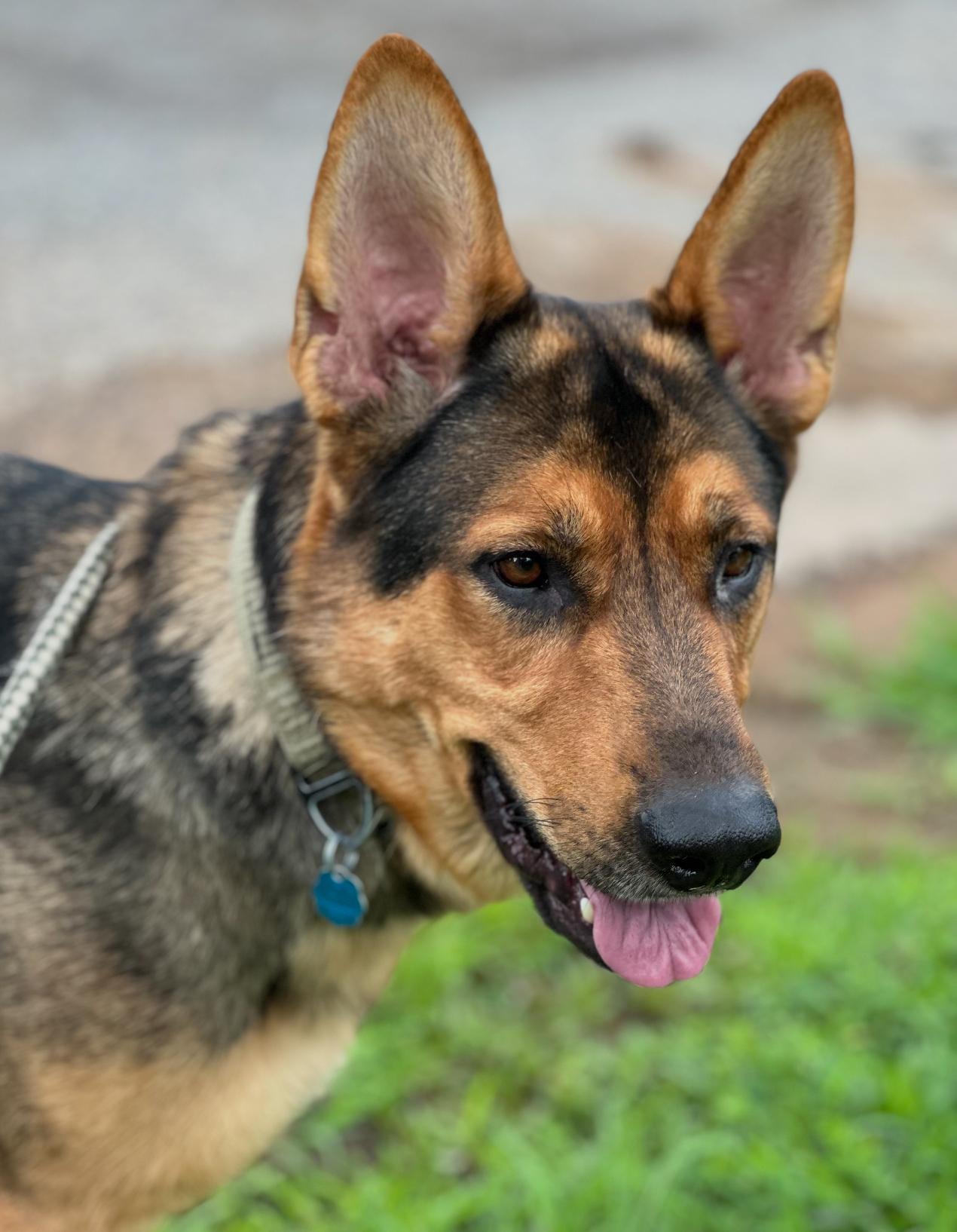 Nova