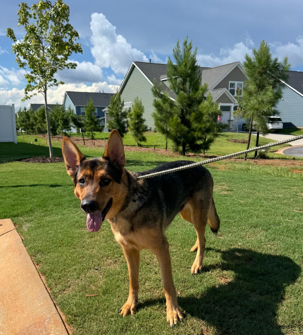 Nova