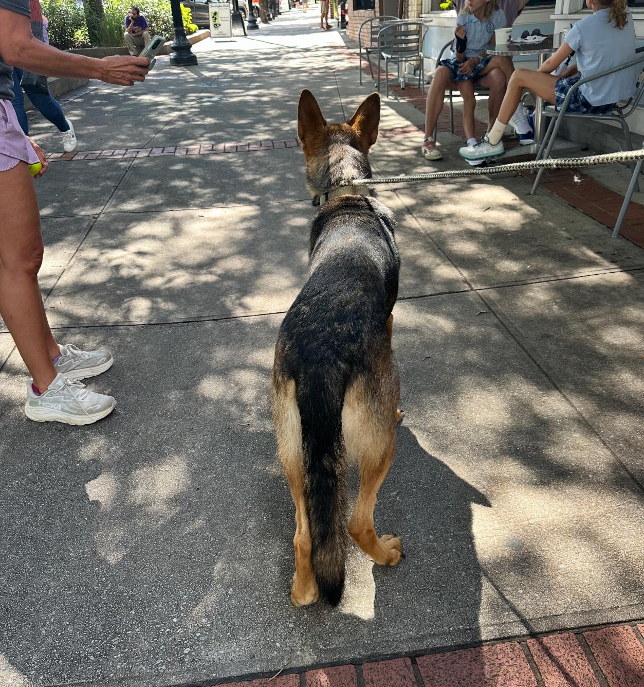 Nova