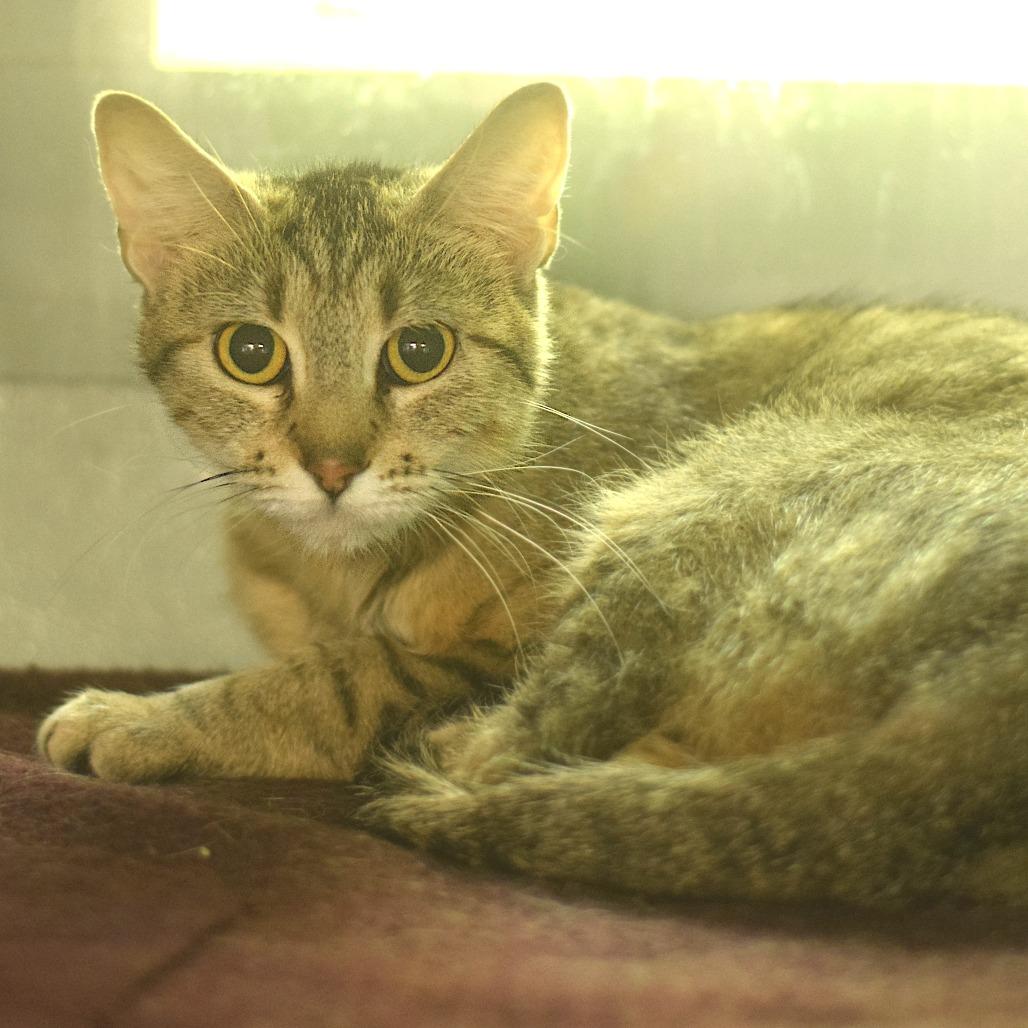 Chatty Cathy, Adoptable, Adult Female Domestic Short Hair.