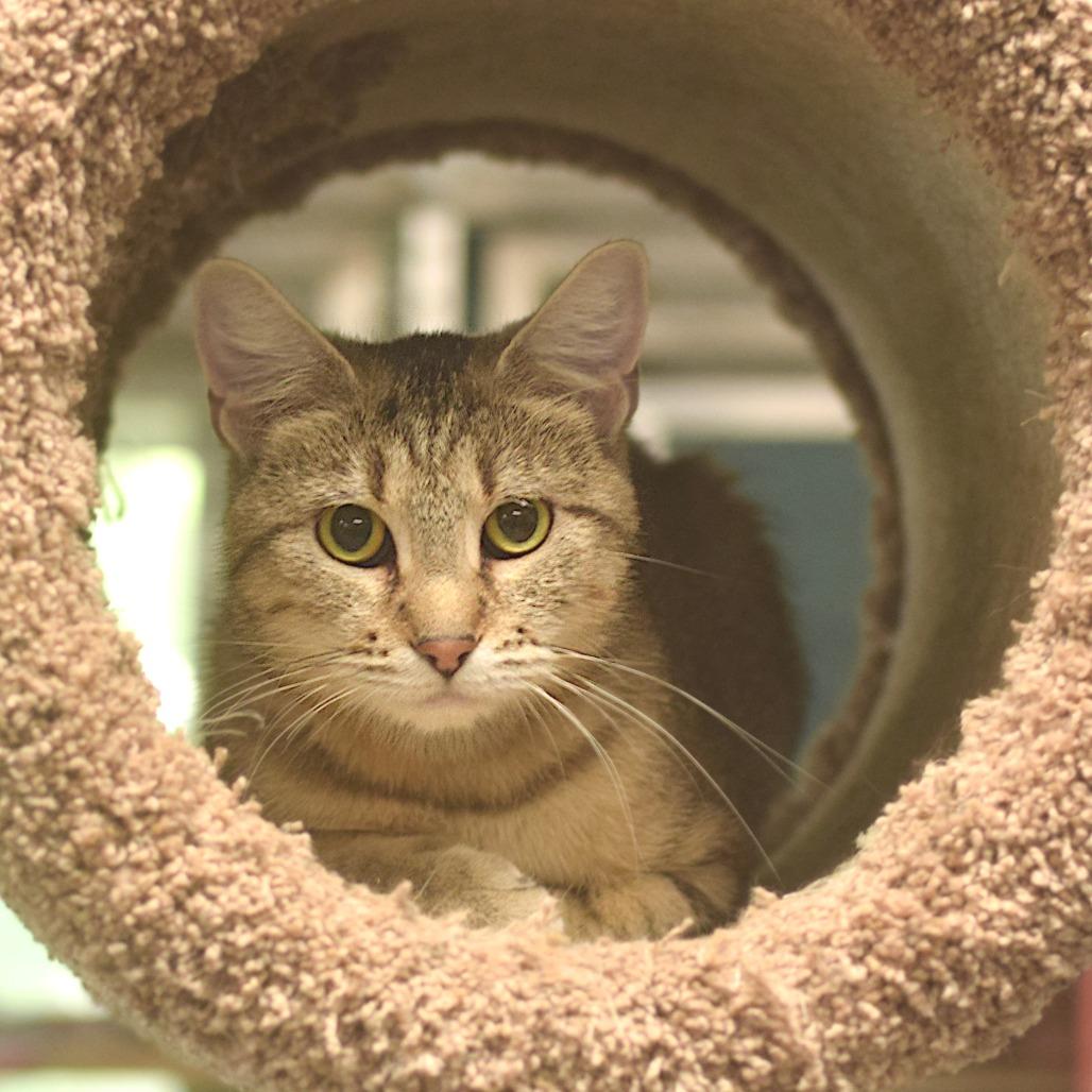 Enlarge Chatty Cathy, a Adoptable Domestic Short Hair in Belleville, IL image 2/6