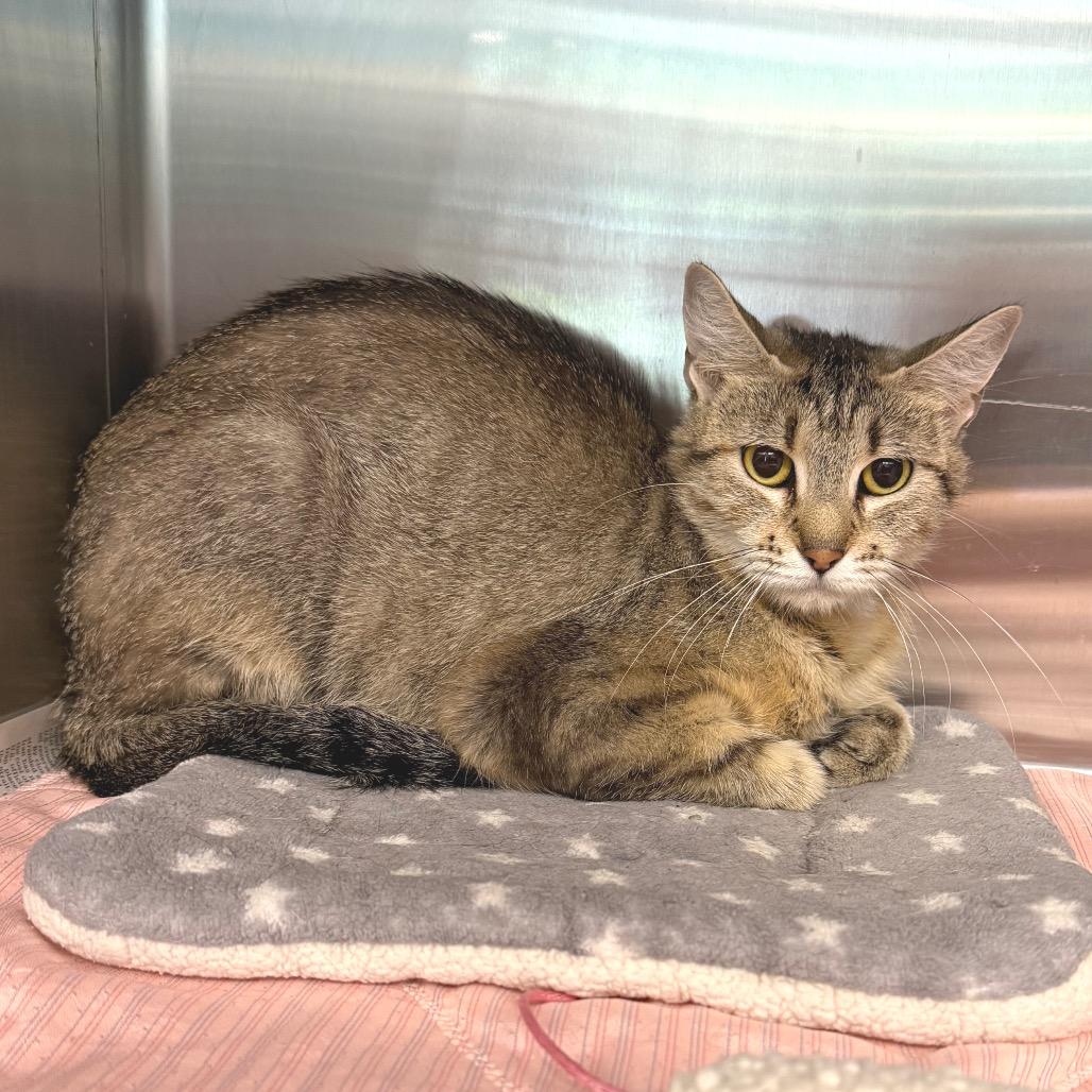 Chatty Cathy, a Adoptable Domestic Short Hair in Belleville, IL image 2/4