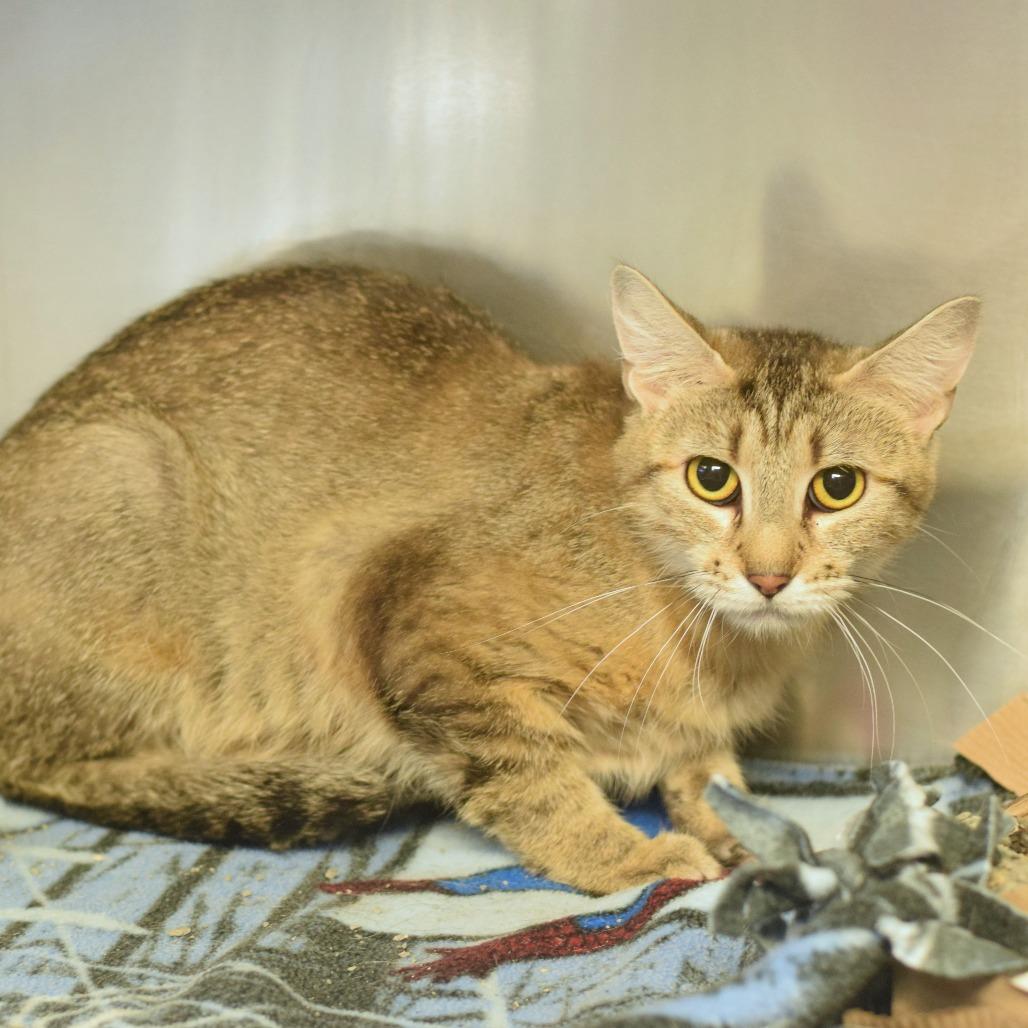 Chatty Cathy, a Adoptable Domestic Short Hair in Belleville, IL image 3/4