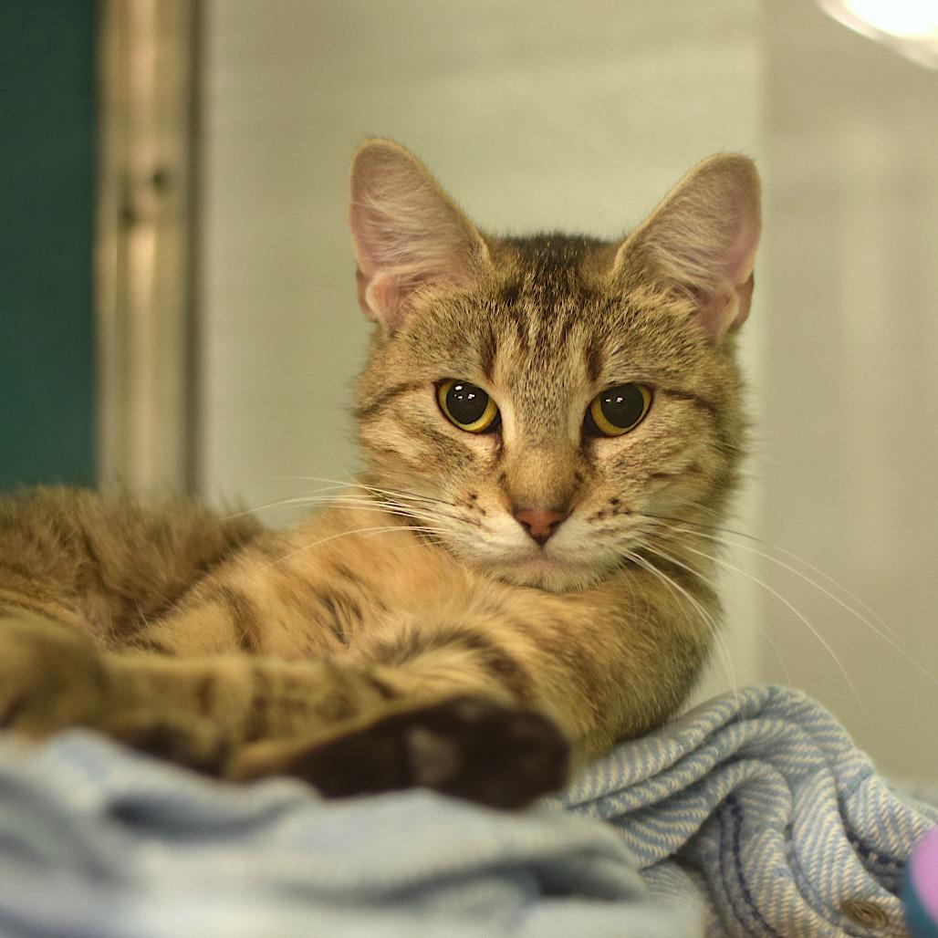 Chatty Cathy, a Adoptable Domestic Short Hair in Belleville, IL image 4/4