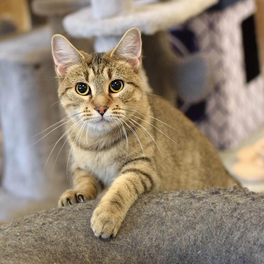 Enlarge Chatty Cathy, a Adoptable Domestic Short Hair in Belleville, IL image 6/6