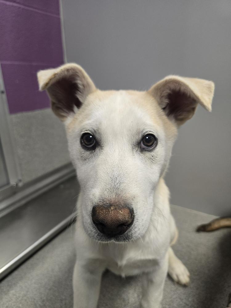 Emmer, a Adopted mixed breed in Wellington, KS image 1/6