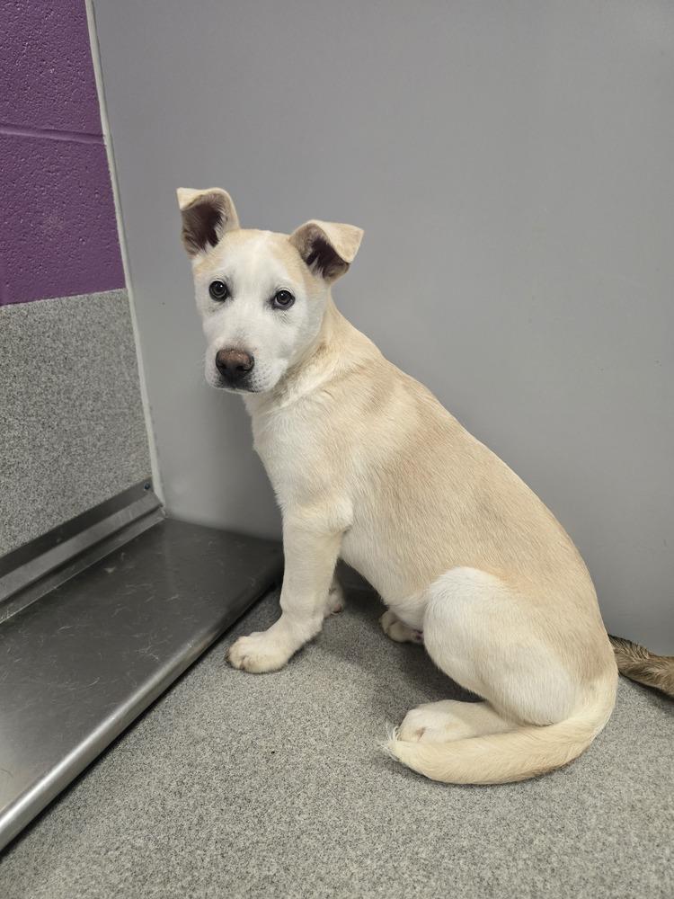 Emmer, a Adopted mixed breed in Wellington, KS image 4/6