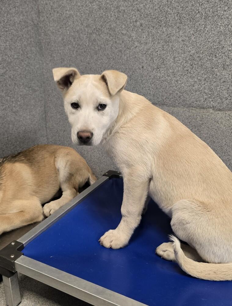 Emmer, a Adopted mixed breed in Wellington, KS image 5/6