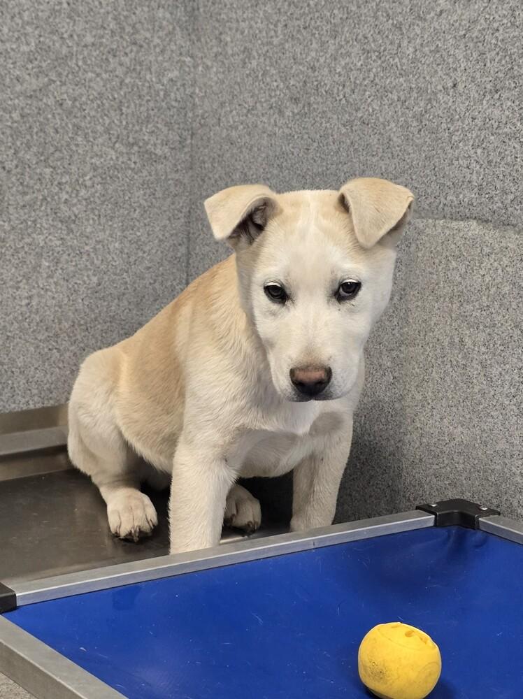 Emmer, a Adopted mixed breed in Wellington, KS image 6/6