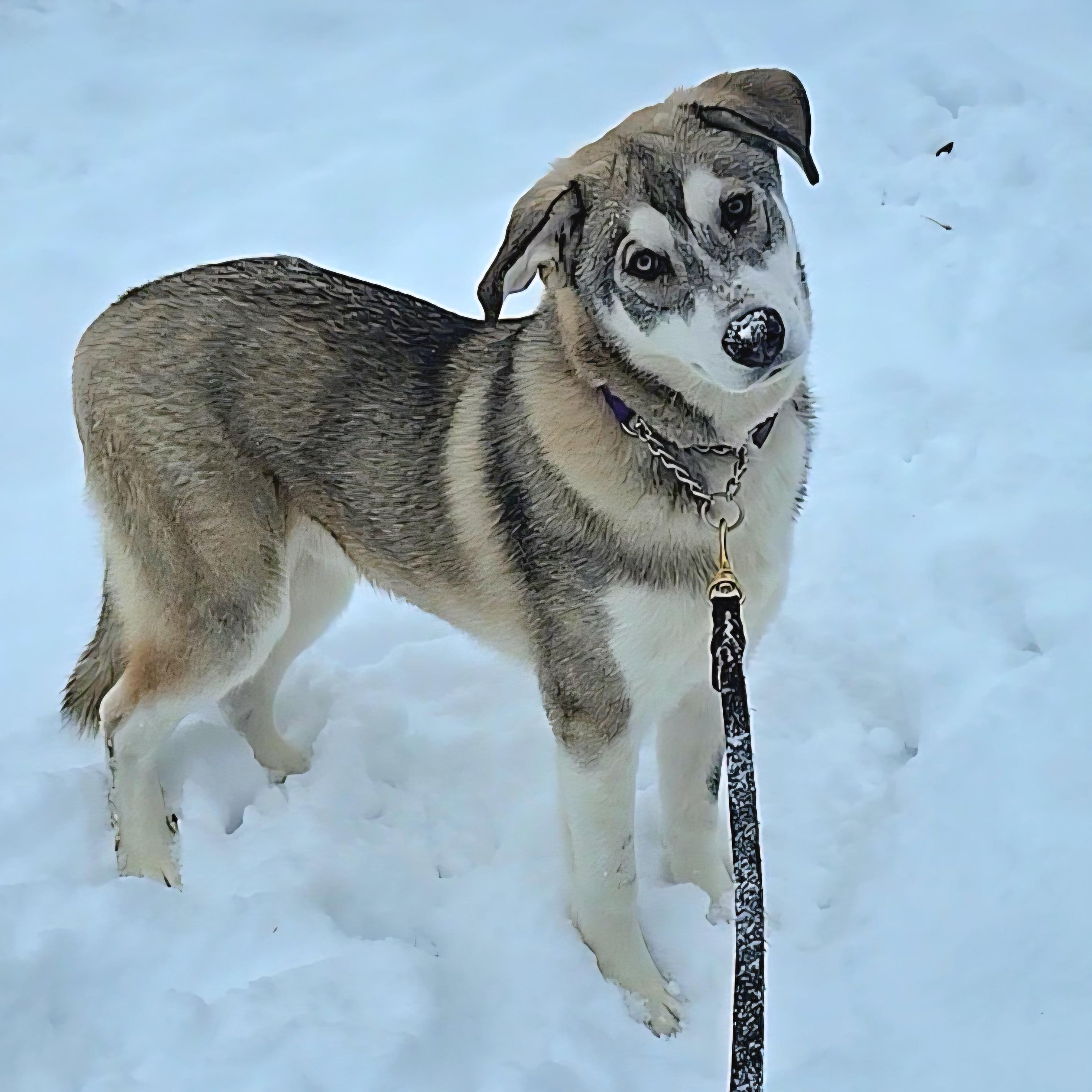 Tonka, a Adoptable mixed breed in LaGrange, IN image 1/6
