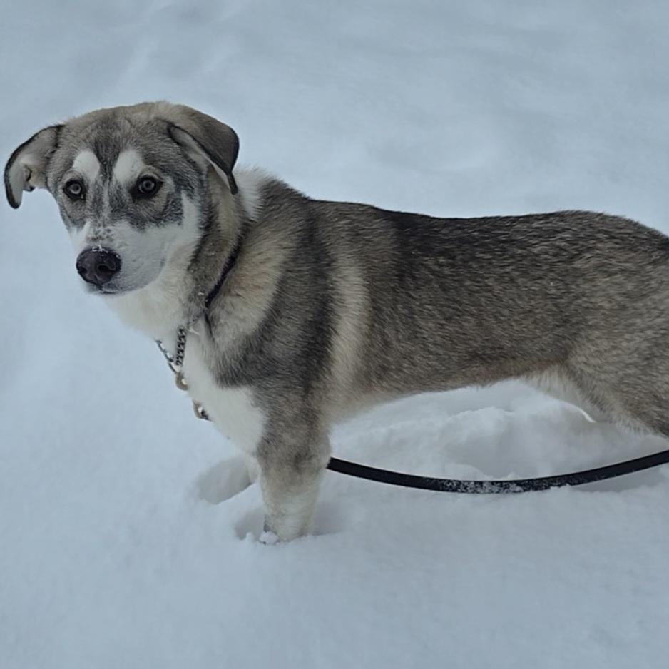 Tonka, a Adoptable mixed breed in LaGrange, IN image 2/6