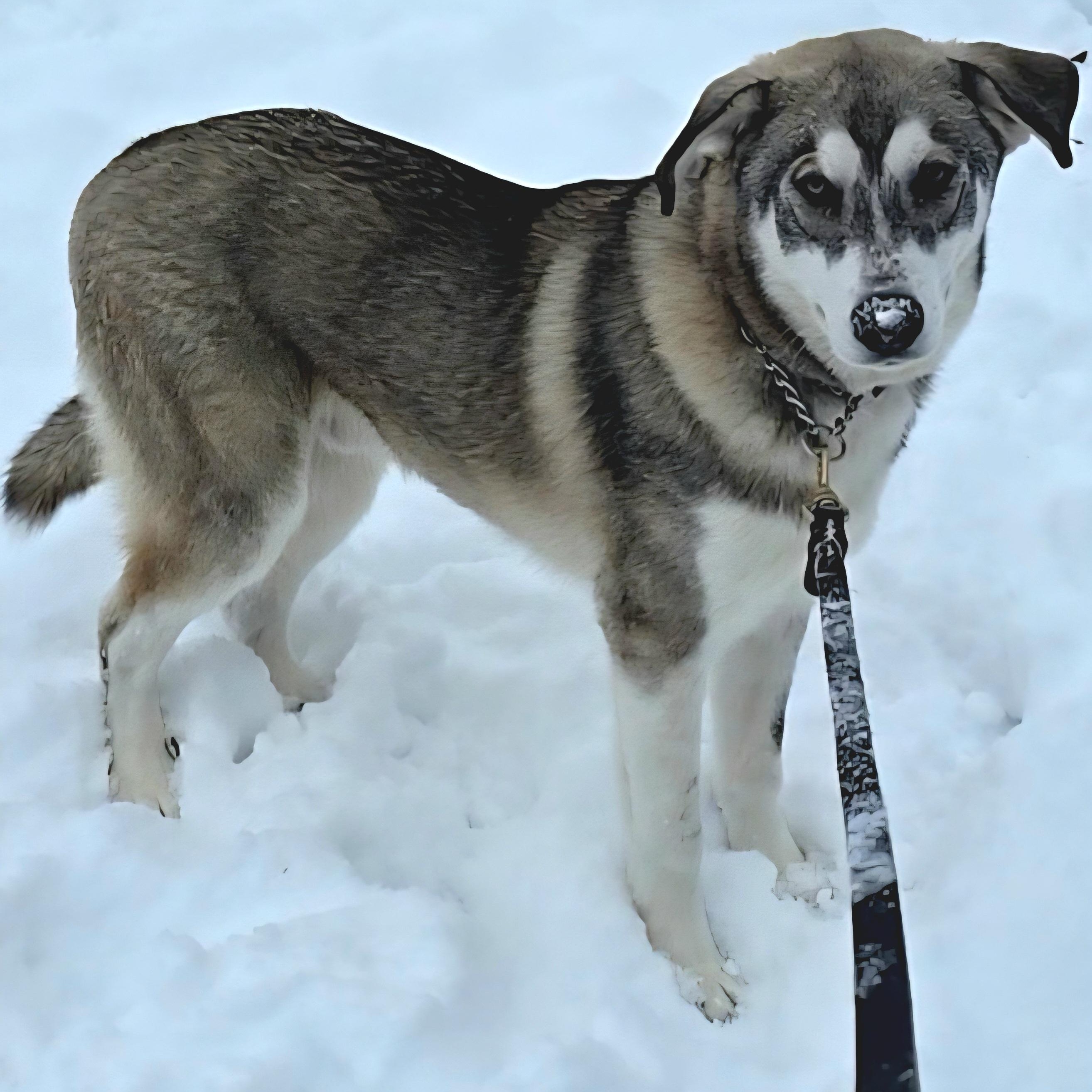 Tonka, a Adoptable mixed breed in LaGrange, IN image 5/6