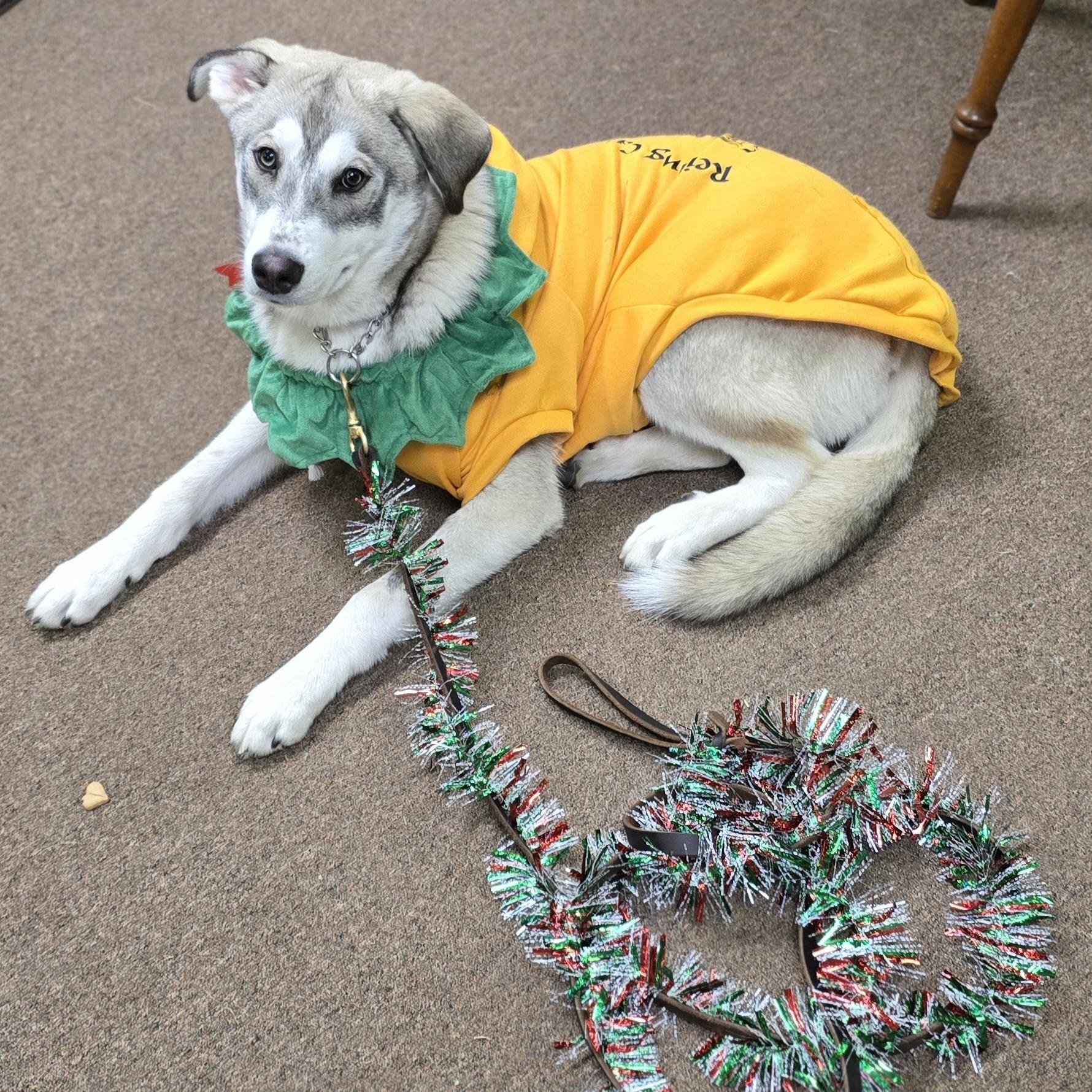 Tonka, a Adoptable mixed breed in LaGrange, IN image 6/6