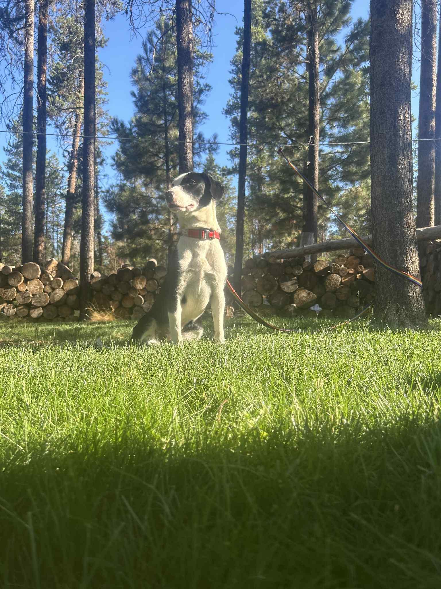 Cali, an adoptable Border Collie, Black Labrador Retriever in Bend, OR, 97702 | Photo Image 3