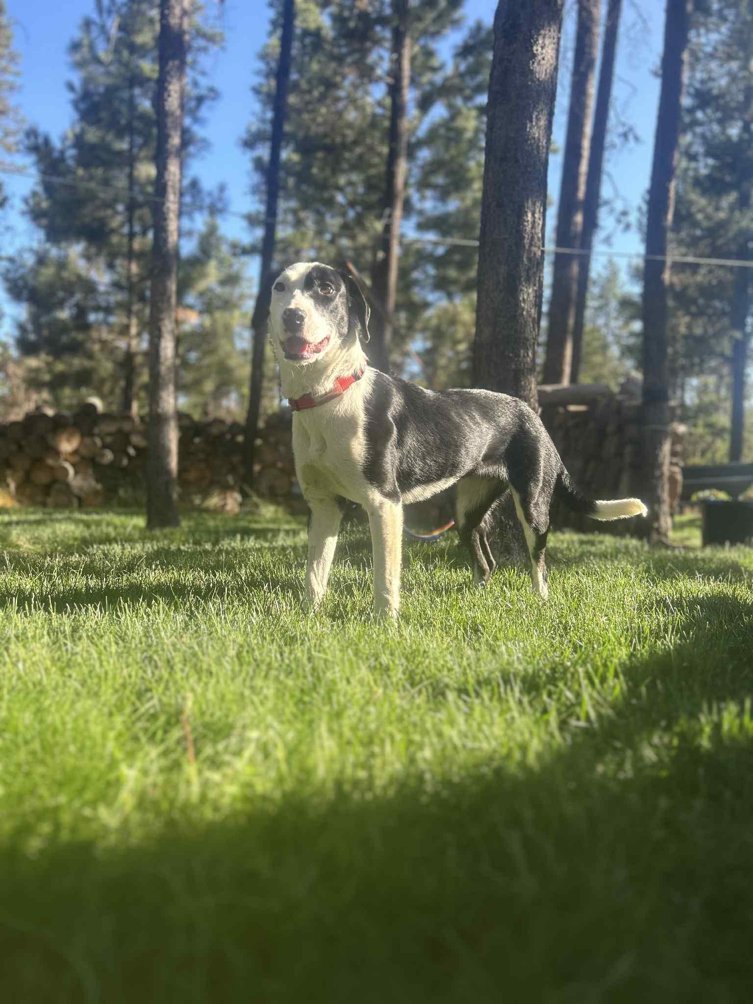 Cali, an adoptable Border Collie, Black Labrador Retriever in Bend, OR, 97702 | Photo Image 1
