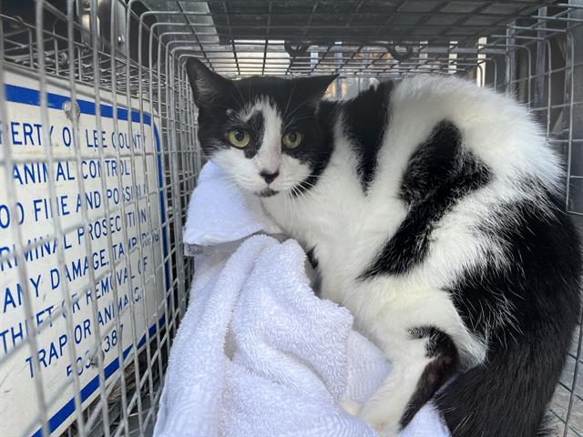 WILLOW, Adoptable, Adult Female Domestic Short Hair.