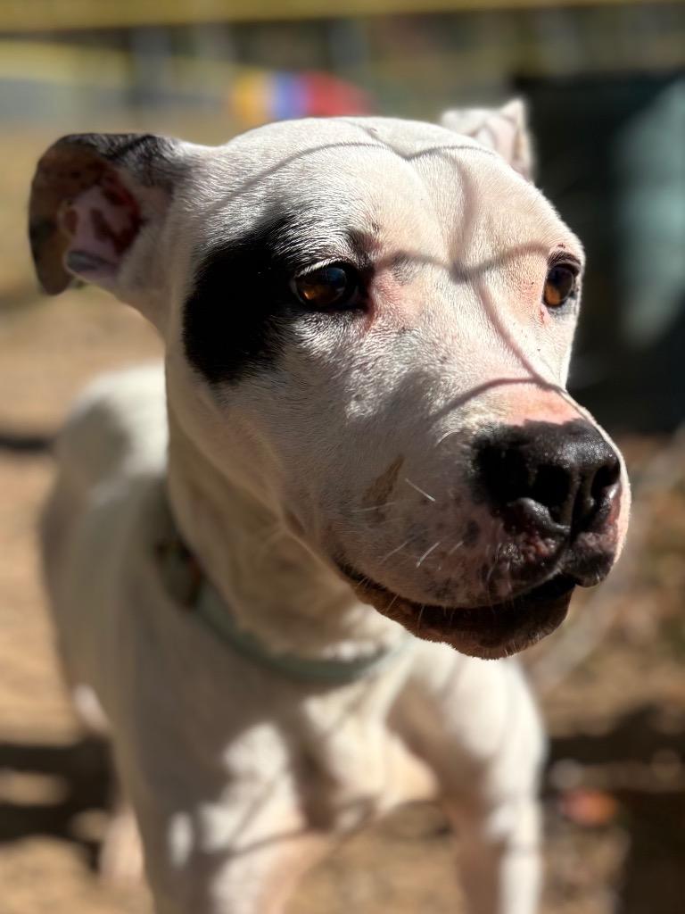 Enlarge Checkers, a Adoptable Pit Bull Terrier in Mineral, VA image 1/1