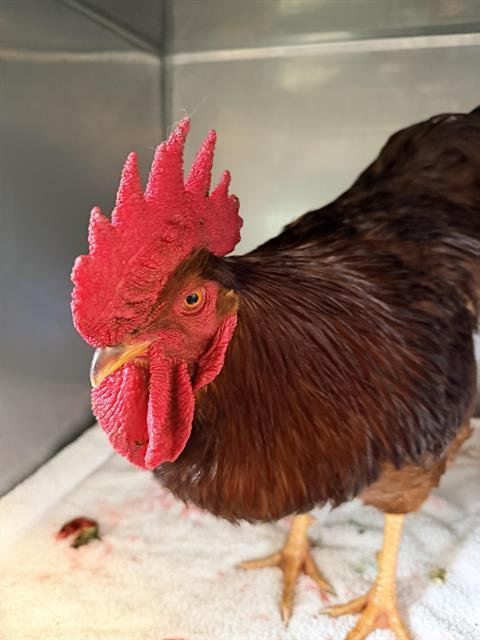 Enlarge MEL BROOKS*, a Adoptable Chicken in Santa Cruz, CA image 1/1