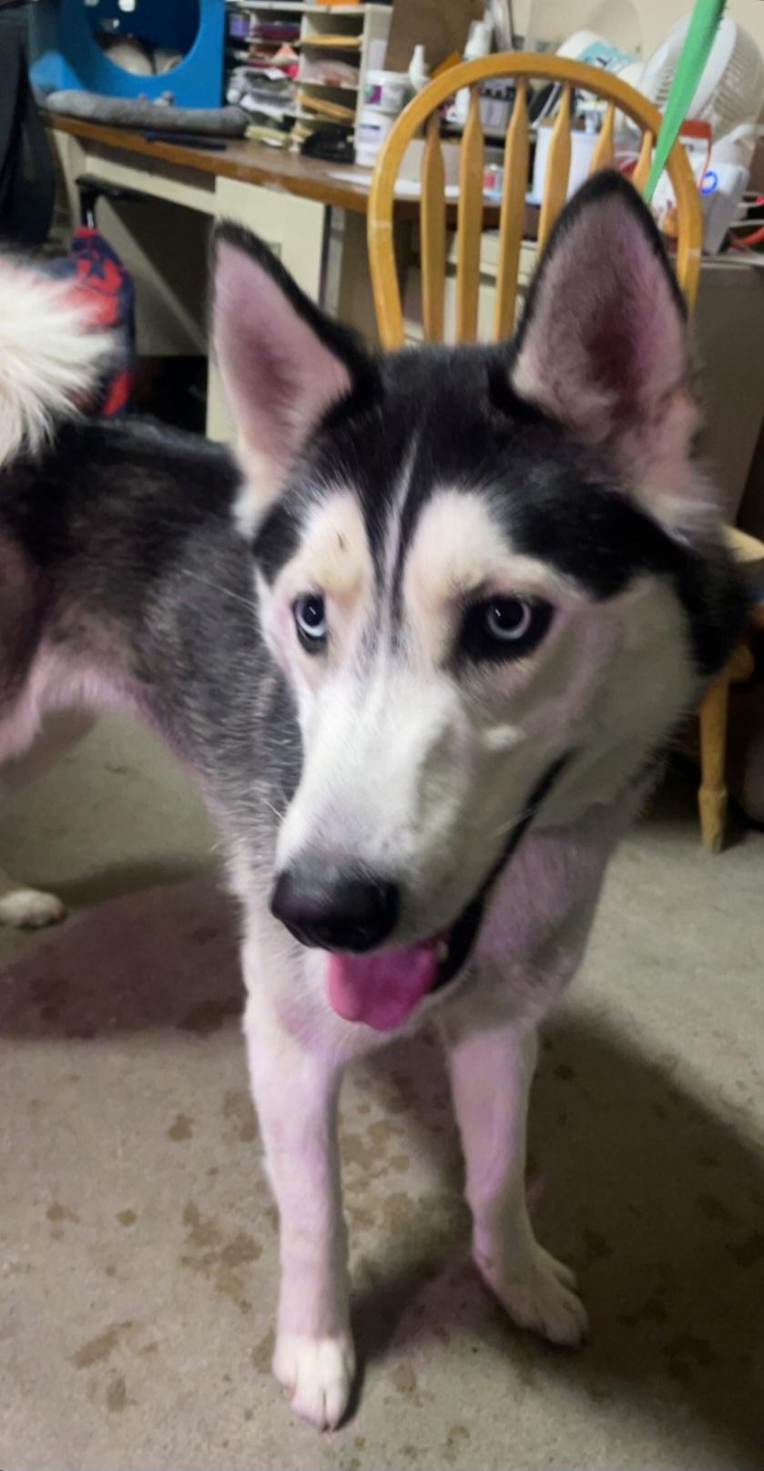 Enlarge Zeus, an adoptable Husky in Billings, MT image 1/4