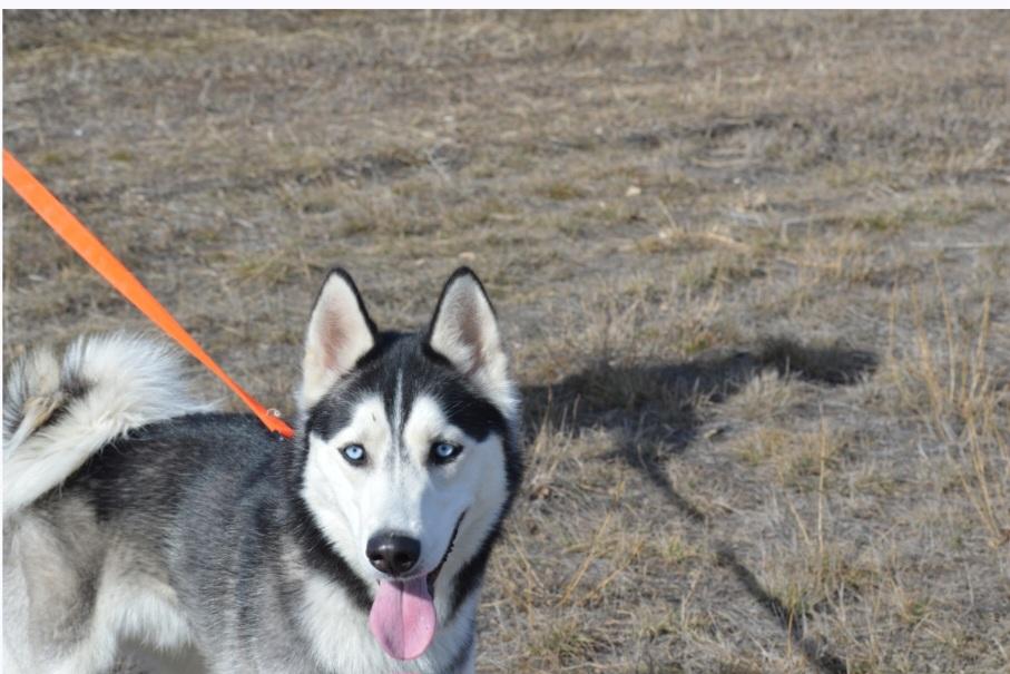 Enlarge Zeus, an adoptable Husky in Billings, MT image 2/4