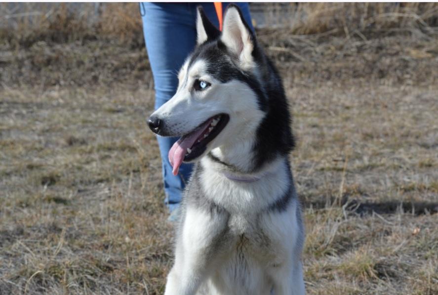 Enlarge Zeus, an adoptable Husky in Billings, MT image 3/4