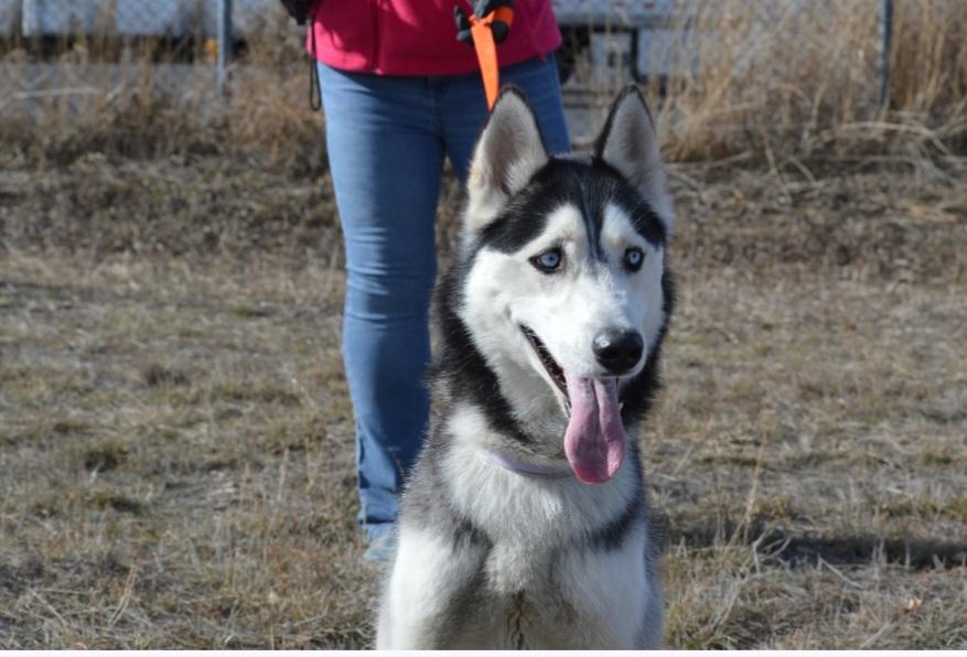 Enlarge Zeus, an adoptable Husky in Billings, MT image 4/4