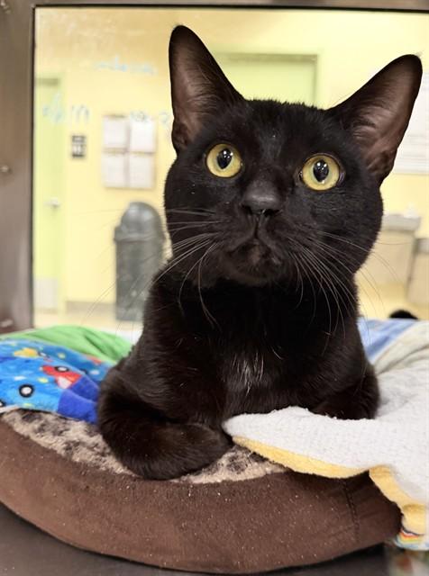 LINCOLN, Adoptable, Young Male Domestic Short Hair.