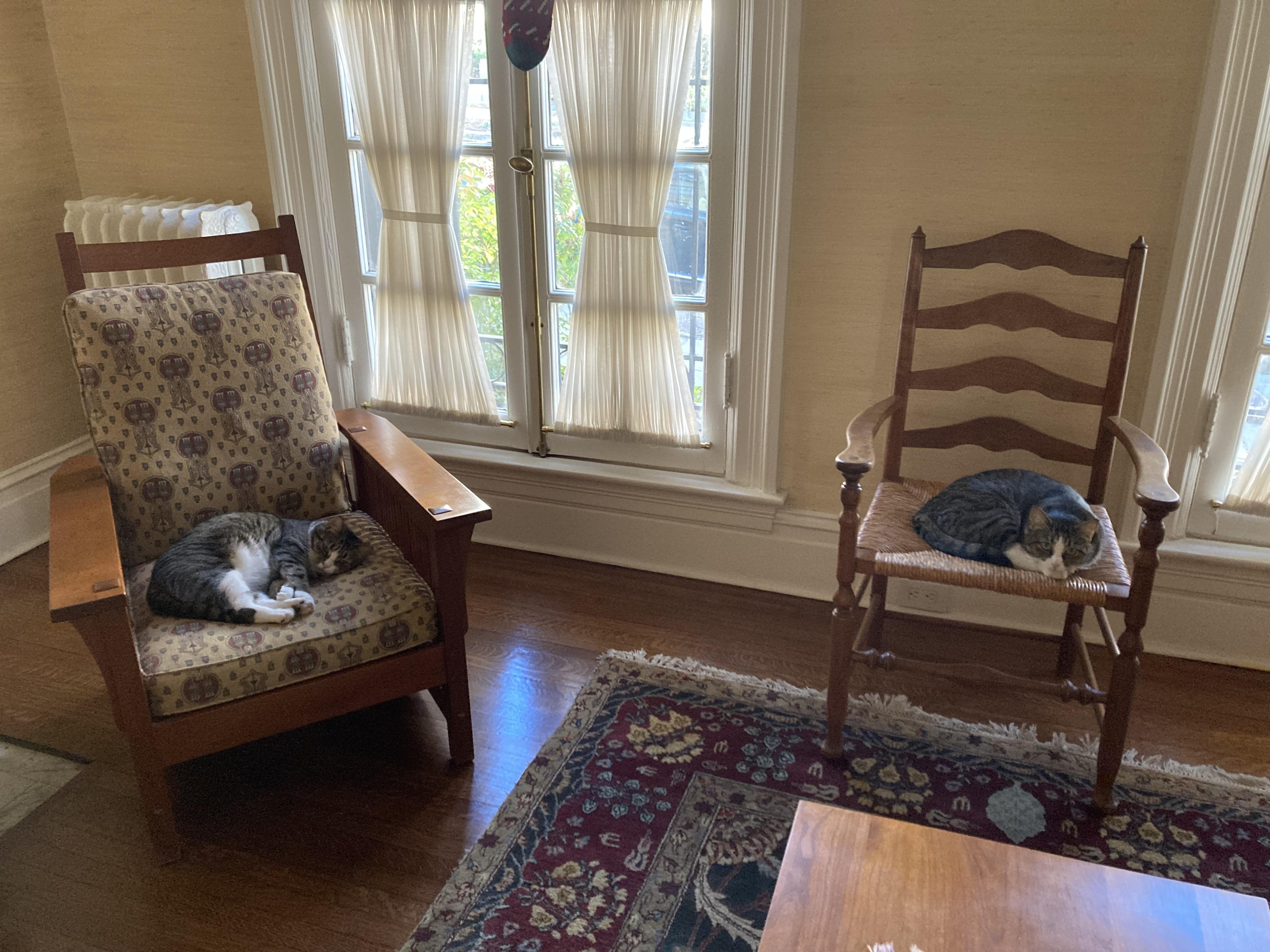 Penny and Lena , a ADOPTABLE Domestic Short Hair in Fairfax, VA image 3/6