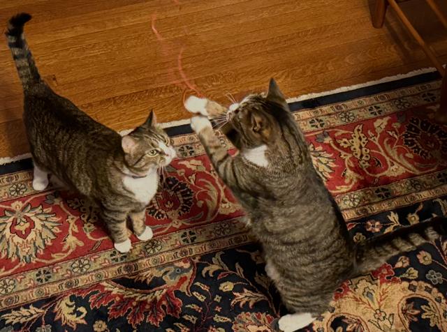 Penny and Lena , a ADOPTABLE Domestic Short Hair in Fairfax, VA image 2/6
