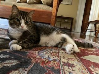 Penny and Lena , a ADOPTABLE Domestic Short Hair in Fairfax, VA image 6/6