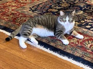 Penny and Lena , a ADOPTABLE Domestic Short Hair in Fairfax, VA image 5/6
