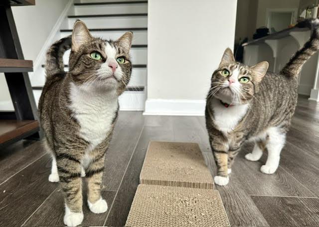 Penny and Lena , ADOPTABLE, Adult Female Domestic Short Hair.