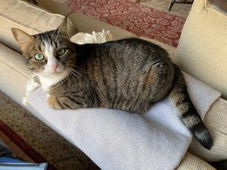 Penny and Lena , a ADOPTABLE Domestic Short Hair in Fairfax, VA image 4/6