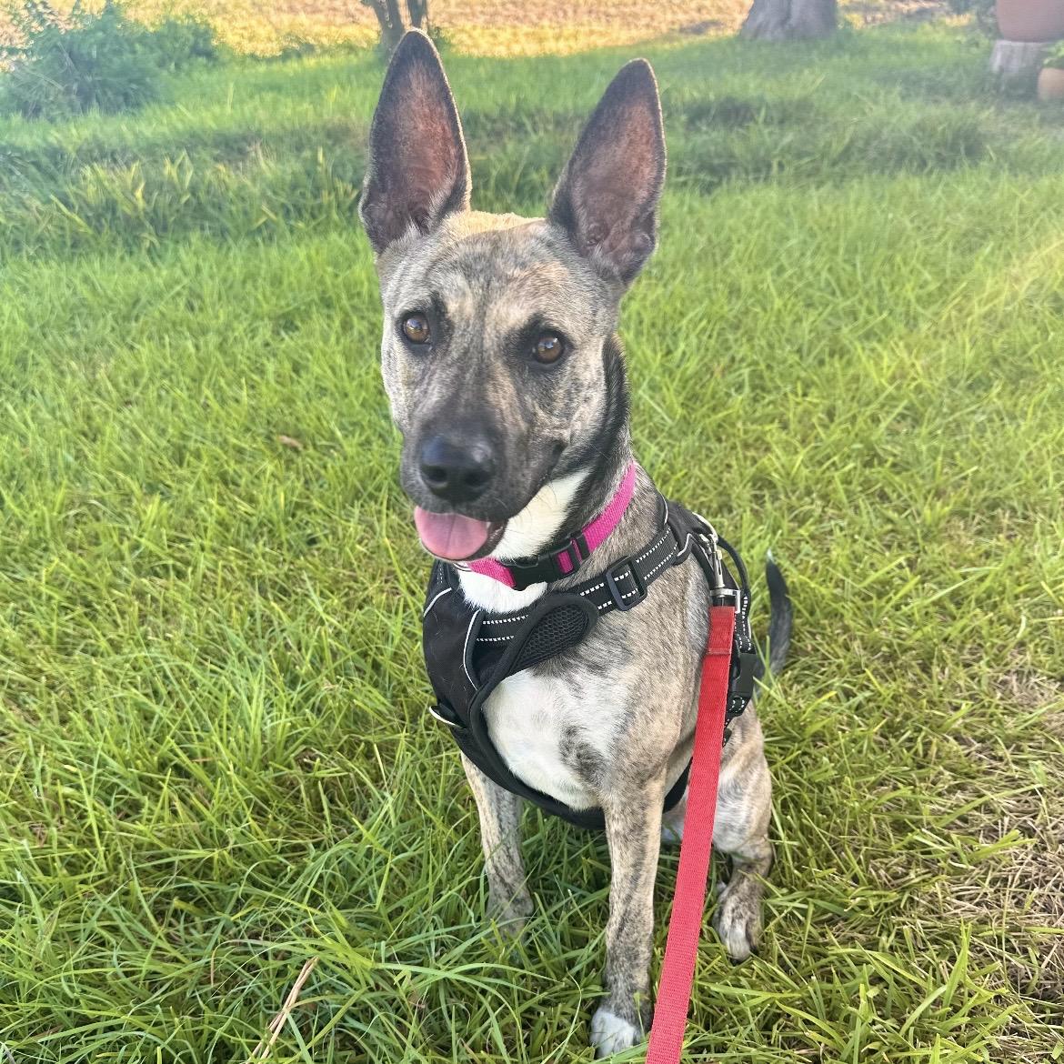 Enlarge Dolly, a Adoptable mixed breed in Bellevue, WA image 4/6
