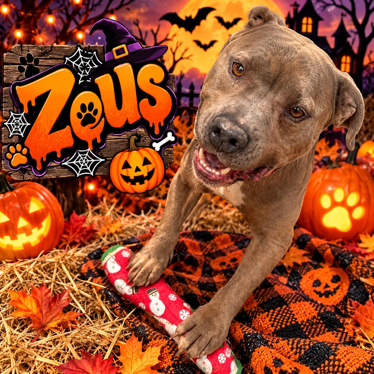 Enlarge Zuse, a Adoptable mixed breed in valley springs, CA image 1/6