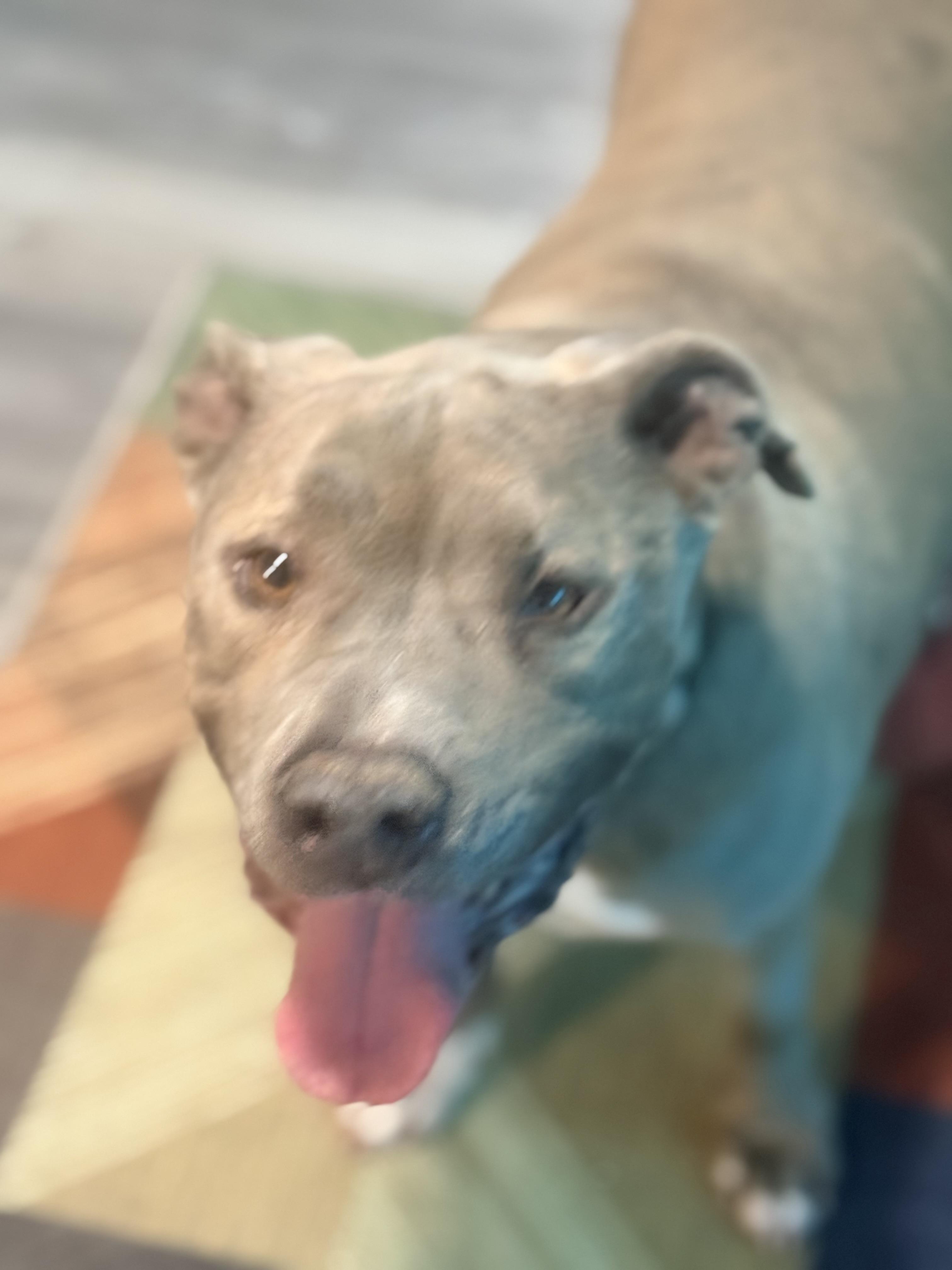 Enlarge Zuse, a ADOPTABLE mixed breed in valley springs, CA image 2/6